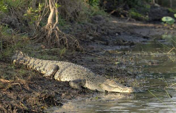 crocodiles-610x390