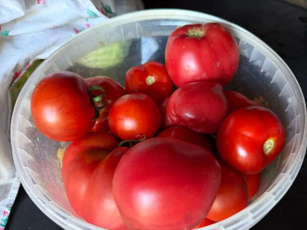 Чем подкормить рассаду томатов, чтобы стебель стал как карандаш — 5 ошибок