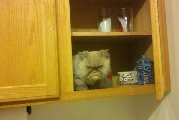 Приколы с котами. часть 12 (29 фото)