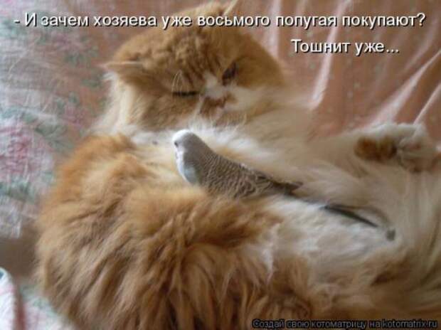 Котоматрицы (картинки с надписями)