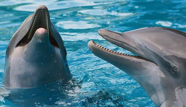 В Кольский залив приплыли дельфины (ВИДЕО)