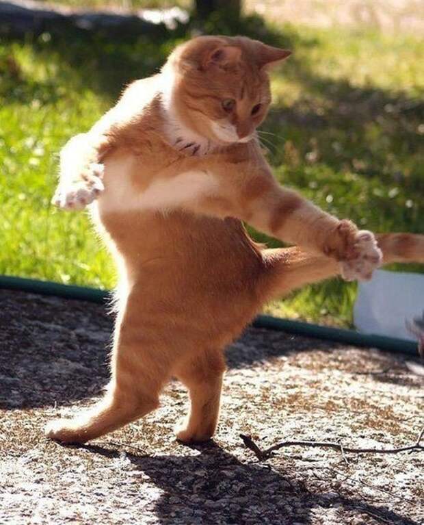 Танцуй, пока молодой! Танцуй, пока молодой!