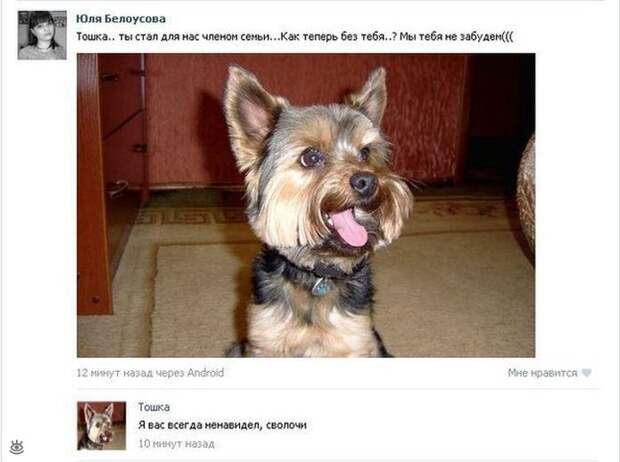 Забавности и оригинальности 13