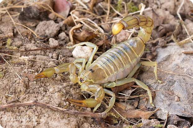 Скорпион Androctonus amoreuxi