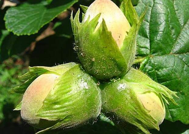 Фундук на садовом участке в Подмосковье: что надо знать?