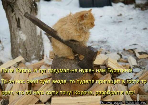 Котоматрица на Бугаге (34 фото)