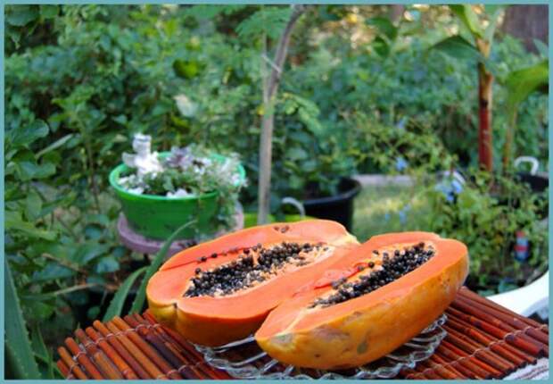 как посадить папайю из семян