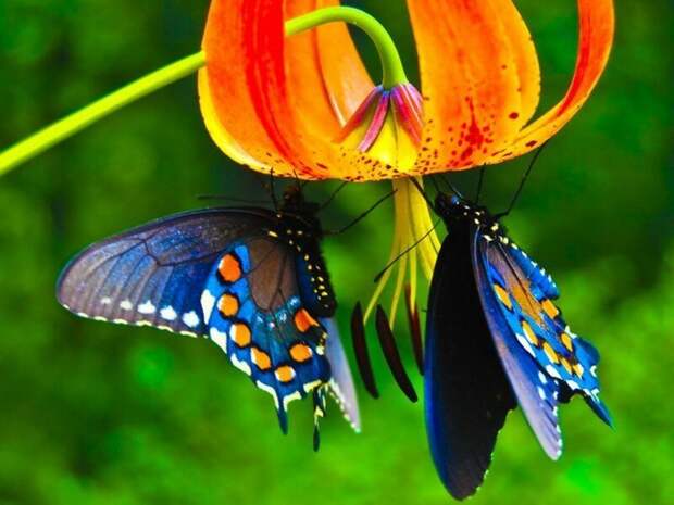 Пестрый мир бабочек бабочка, животные, подборка