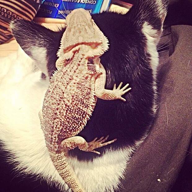 дружба кота и ящерицы 