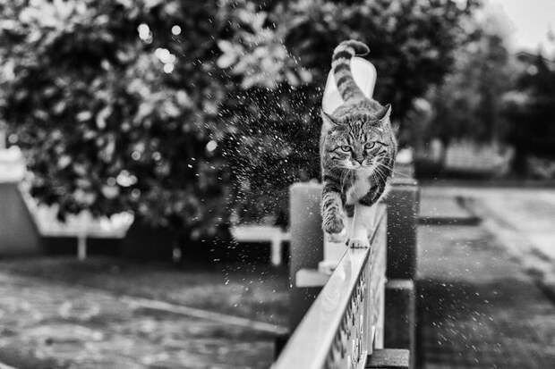 Кошки, которые сидят в неудобных местах: фотопроект Sabrina Boem Кошки, которые сидят в неудобных местах: фотопроект Sabrina Boem