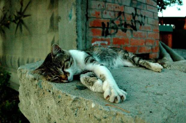 Очень колоритные уличные коты город, кот, кошки, уличная жизнь, эстетика