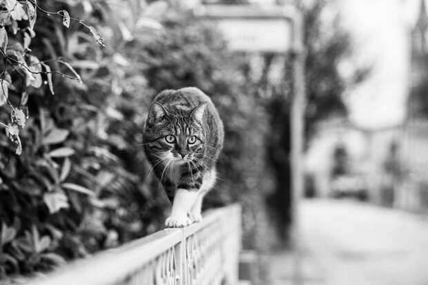 Кошки, которые сидят в неудобных местах: фотопроект Sabrina Boem Кошки, которые сидят в неудобных местах: фотопроект Sabrina Boem