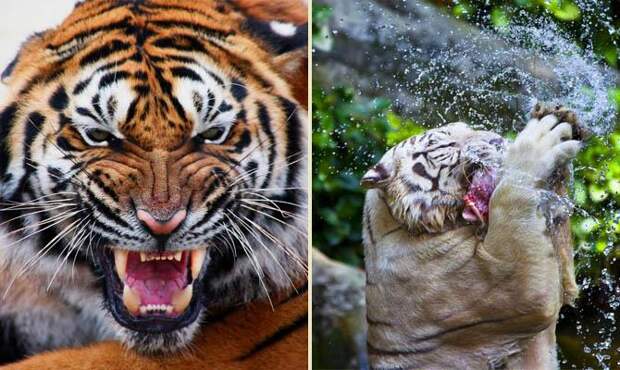 клыки тигра, лапы тигра, сильный тигр - Интересные факты о тиграх