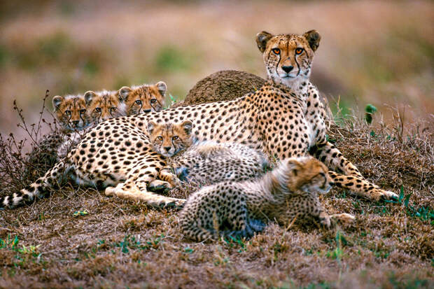 Гепарды в заповеднике Пинда, Южная Африка