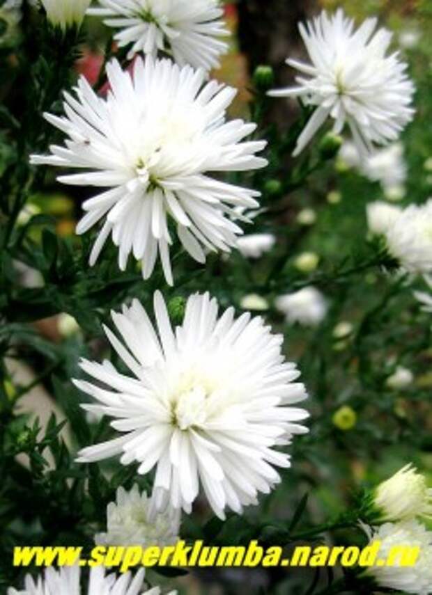 АСТРА НОВО-БЕЛЬГИЙСКАЯ "Мон Блан" (Aster novi-belgii ''Mont Blanc'' ) , цветы крупным планом, цветы в роспуске немного розовеют , астры высаживают на солнечных, открытых, не сырых местах. Почву предпочитают плодородную, но мирятся и с более бедной. ЦЕНА 130 руб ,