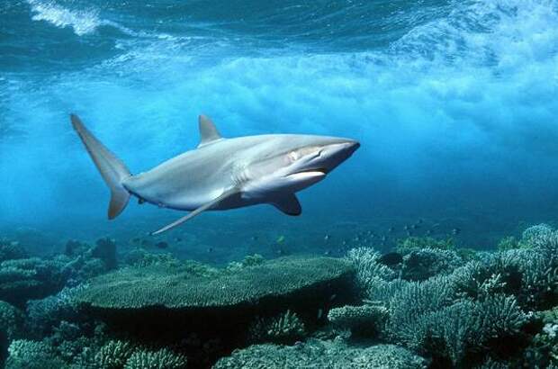 Серая акула (Glyphis glyphis), фото рыбы фотография