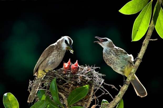Птицы со своими птенцами (25 фото)