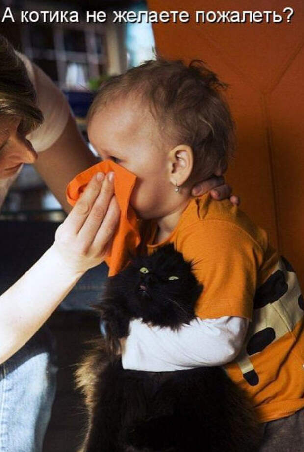 Смешные животные из КотоМатрицы (49 шт.) Смешные животные из КотоМатрицы (49 шт.)
