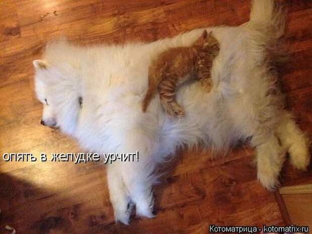Лучшие котоматрицы недели (50 фото) Лучшие котоматрицы недели (50 фото)