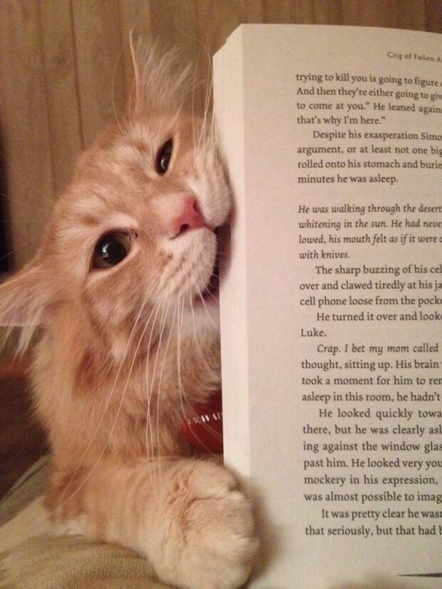 животные и книги  
