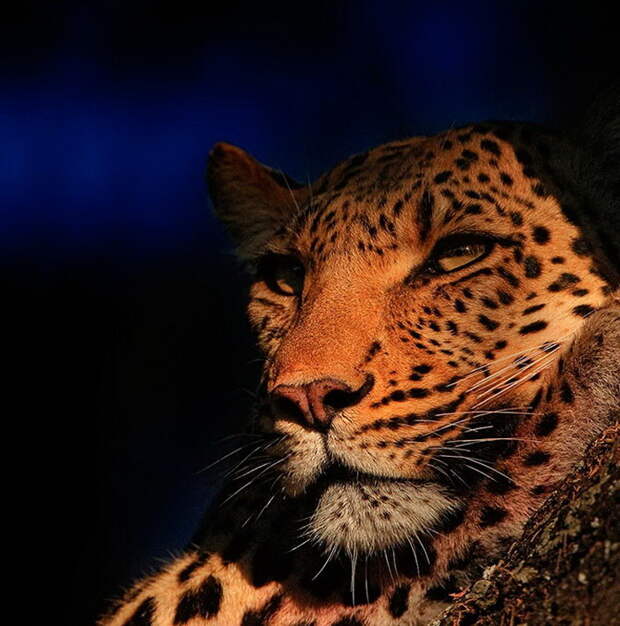 Красивый леопард из Ботсваны