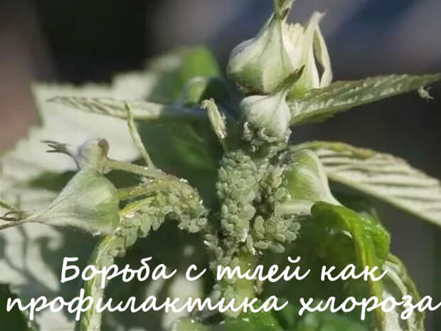 Борьба с тлей как профилактика вирусного хлороза