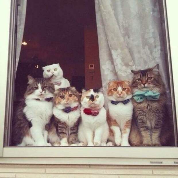 Субботний котопост коты, кошки, приколы с котами., смешные коты