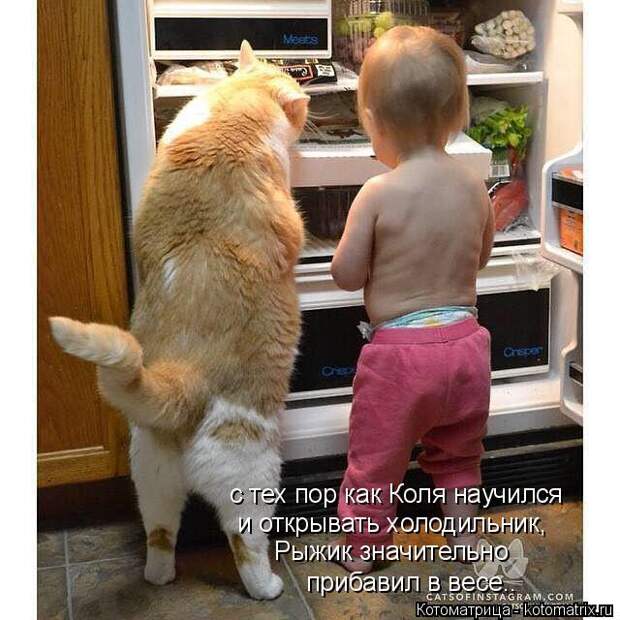 Котоматрица: с тех пор как Коля научился и открывать холодильник, Рыжик значительно прибавил в весе..