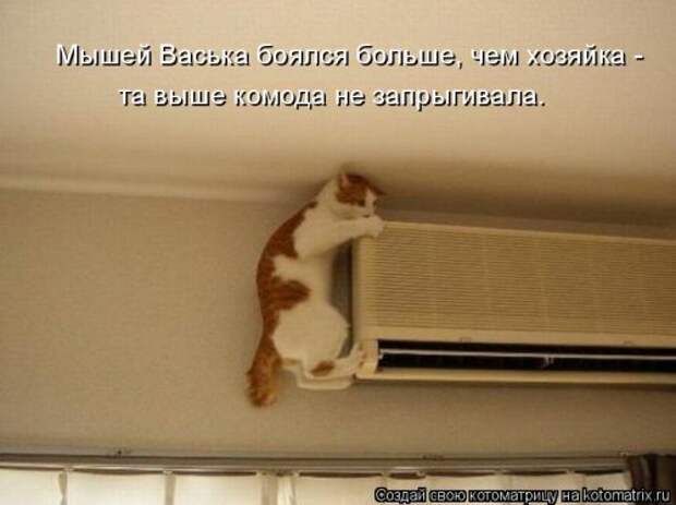 Котоматрица на Бугаге (30 фото)