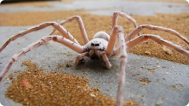 Паук "Белая леди" (лат. Leucorchestris arenicola)