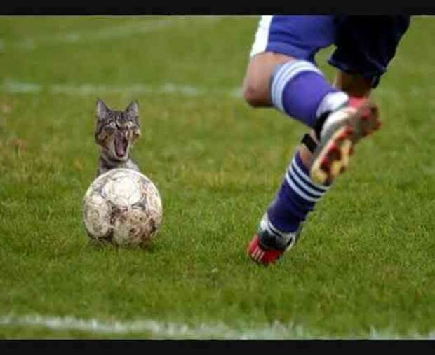 3830758_th_funnycat2 (528x432, 17Kb)