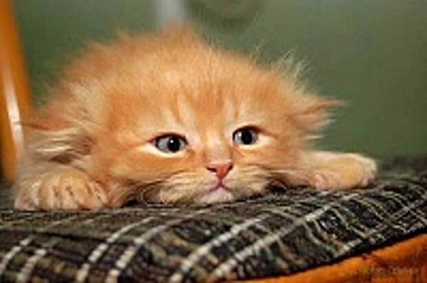 Кошки и Котята 107