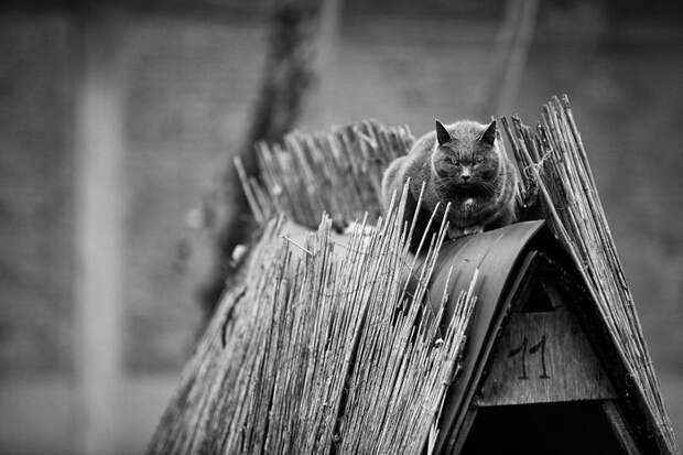 Кошки, которые сидят в неудобных местах: фотопроект Sabrina Boem Кошки, которые сидят в неудобных местах: фотопроект Sabrina Boem