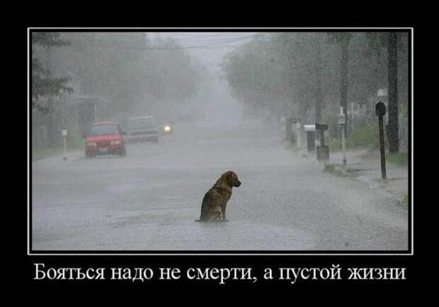 Демотиваторы (30 фото) Демотиваторы (30 фото)