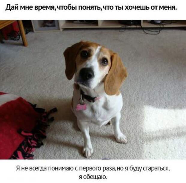 Берегите своих питомцев животные, люди, отношение, собаки