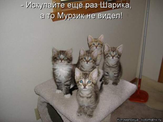 Еженедельная котоматрица (33 фото)