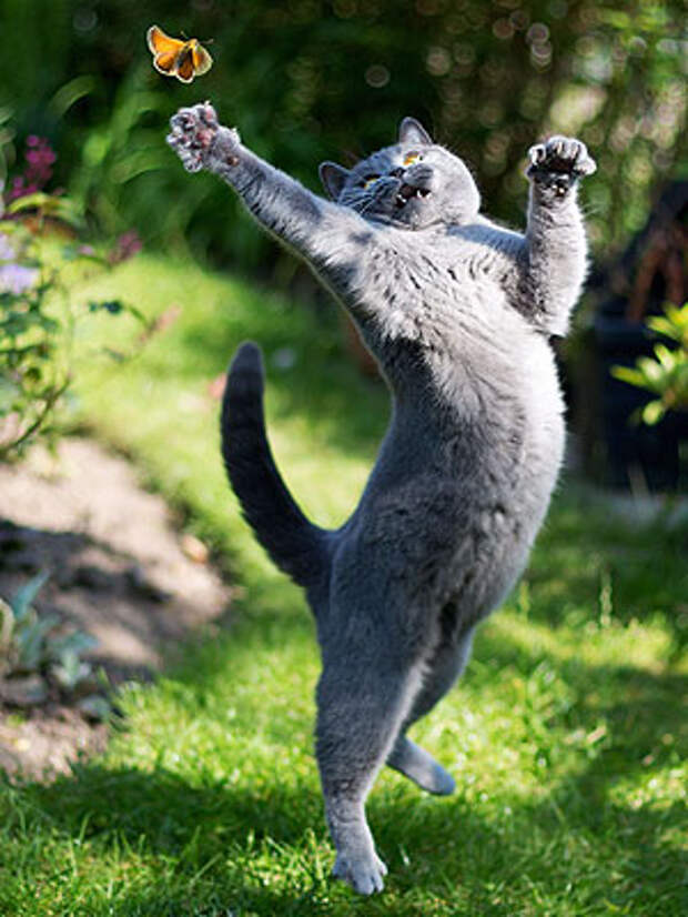 http://zoodrug.ua/upload/cat-butterfly-300.jpg