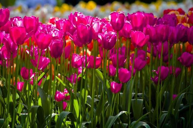 Цветочный аукцион FloraHolland в Голландии (14 фото)
