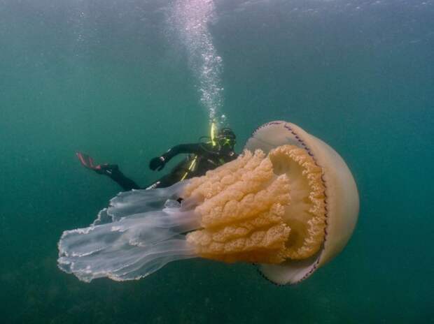 Огромная медуза у побережья Англии