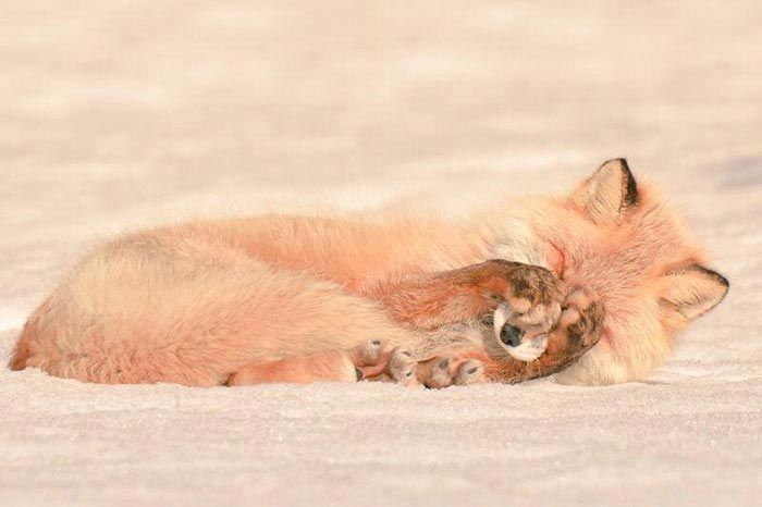 Hokkaido  cute animals, Хоккайдо милые животные