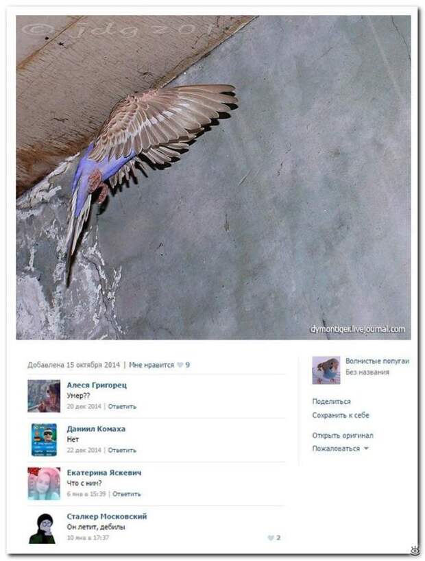 Весёлые надписи из соцсетей 3