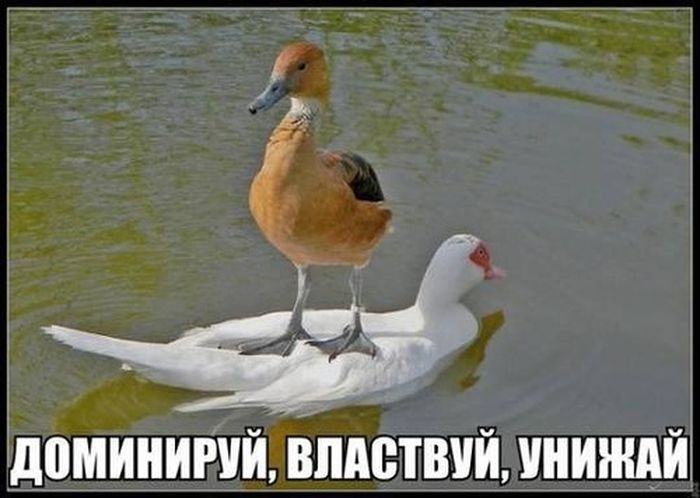Доминируй, властвуй, унижай! фото, юмор