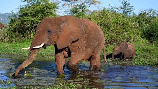 Зоологи обнаружили, что африканские слоны умеют звать друг друга по именам
