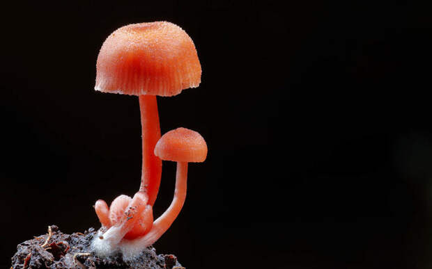 Сила волшебных грибов