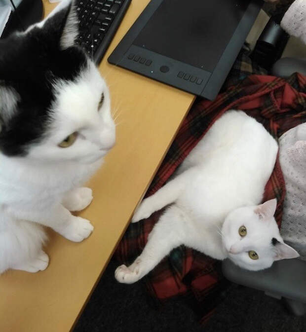 японский офис в котором находятся кошки