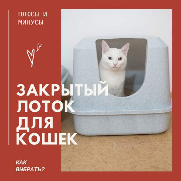 Закрытый лоток для кошек. Плюсы, минусы. Как выбрать?