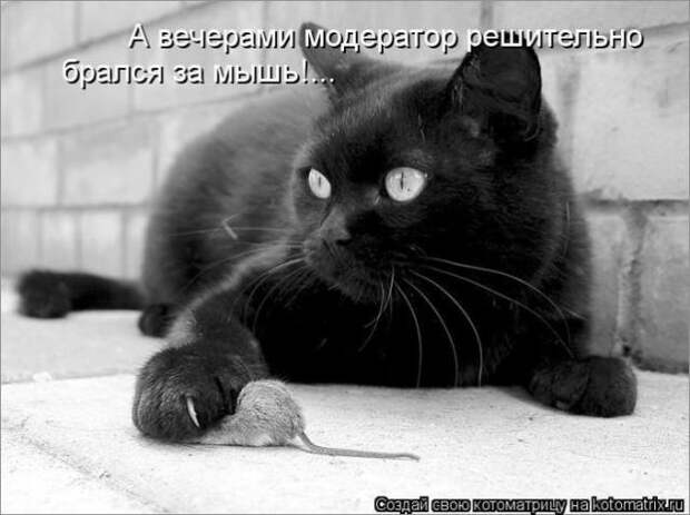 котоматрицы (50 фото) котоматрицы (50 фото)