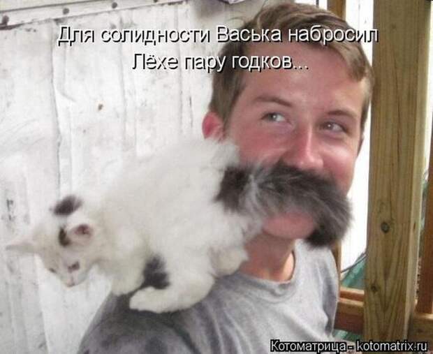 Лучшие котоматрицы недели