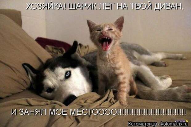 котоматрицы (50 фото)