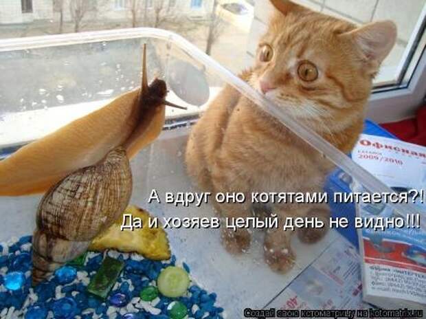 смешные фото с маленькими котятами